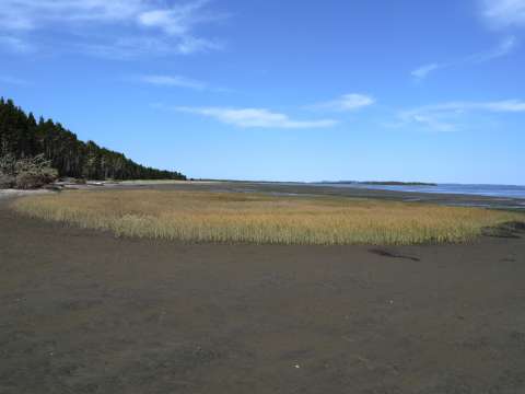 Marine grass on a beach